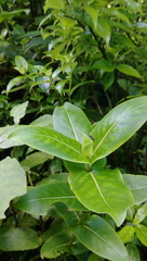 Coprosma waima