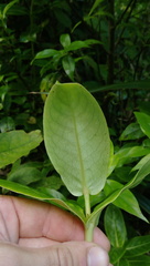 Coprosma waima