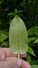 Coprosma waima