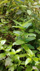Coprosma waima