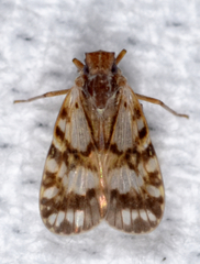 Bothriocera drakei