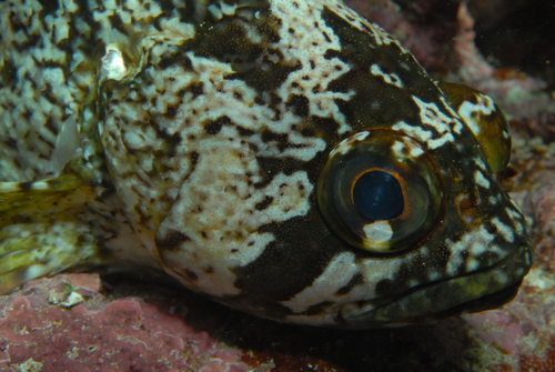 Silver spot (Chironemus maculosus) — Chironemidae — 4
