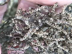 Allenrolfea occidentalis