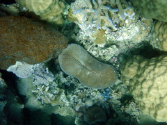 Ctenactis