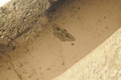 Pterotaea cariosa