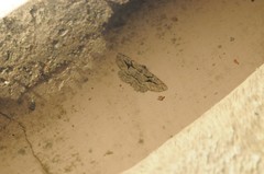 Pterotaea cariosa