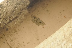 Pterotaea cariosa