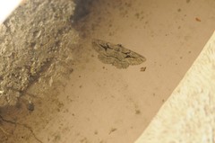 Pterotaea cariosa