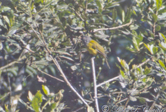 Cnemoscopus rubrirostris