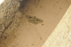 Pterotaea cariosa