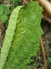 Lactuca sativa