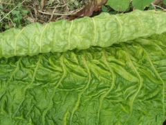 Lactuca sativa