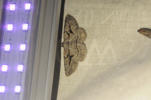 Pterotaea cariosa