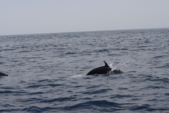 Stenella attenuata