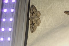 Pterotaea cariosa