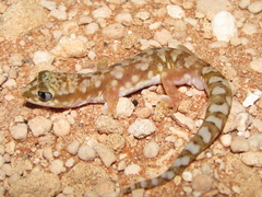 Lucasium alboguttatum