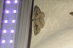 Pterotaea cariosa