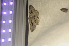 Pterotaea cariosa
