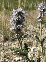 Phacelia mollis