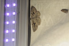 Pterotaea cariosa