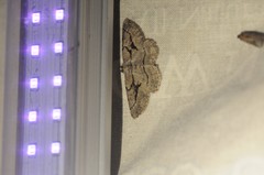 Pterotaea cariosa