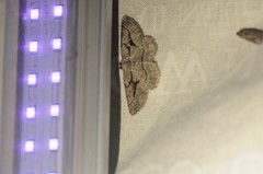 Pterotaea cariosa