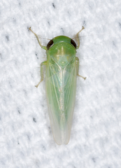 Chlorotettix viridius