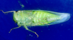 Chlorotettix viridius