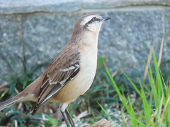 Mimus saturninus