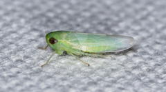Chlorotettix viridius