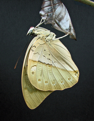 Archaeoprepona amphimachus