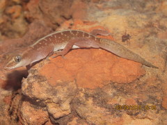 Lucasium immaculatum