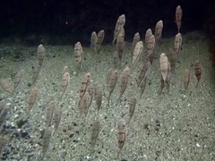 Torquigener pleurogramma