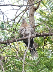 Streptopelia decaocto