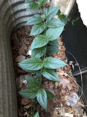Vincetoxicum rossicum