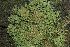 Pannaria minutiphylla