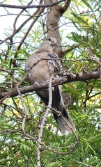 Streptopelia decaocto