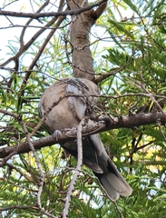 Streptopelia decaocto