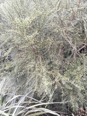 Carmichaelia odorata