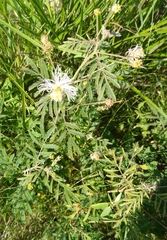 Desmanthus bicornutus