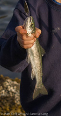 Salvelinus malma