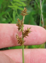 Carex atlantica atlantica