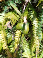 Hippeastrum hybridum