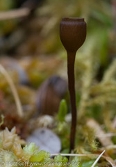 Monilinia
