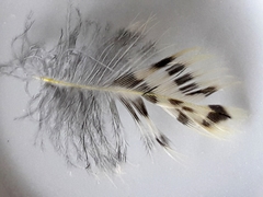 Colaptes