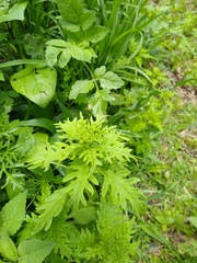 Dysphania graveolens