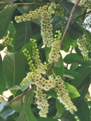 Elaeocarpus decipiens