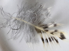 Colaptes
