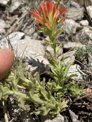 Castilleja applegatei viscida