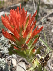 Castilleja applegatei viscida